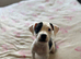 Female Staffy cross bulldog puppy