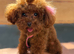 1.1 kg Korea poodle looking for home