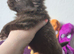 CHOCO & BLUE  Fluffy Babies Looking for a 5★ Home!