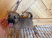 Lakeland male puppy
