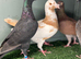 Colour Racing Pigeon