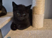 Lovely last kitten ready now