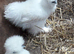 Silkie pullets