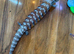 Large male nothan blue tunge