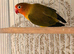 DNA’d Females lovebirds for sale.