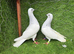 Beautiful Fancy Show Pigeons - Healthy Breeding Pairs