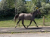 3yr by Sligo candy boy