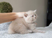 Beautiful British Shorthair Kittens