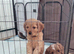 F1 Cavapoo