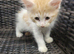 Female maine coon