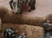 Stunning Miniature Dachsund Puppies