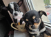 Baby teacup chihuahuas both full breed