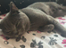 British shorthair and Scottish fold