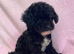Toy poodle cross ship Tzu