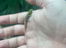 Gold dust day geckos CB26