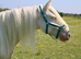 14.2 6yr old cremello cob mare