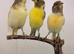 x3 harlequin hens canary&rsquo;s fit and healthy birds
