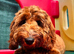 7 month old cavapoo boy