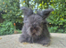 STUNNING MAXI FULL FACE ANGORA BABIES