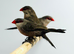 Common wax bill