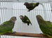 Brown headed parrot pairs