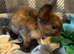 Bunnies for sale now!