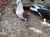 A few young looking for a new home