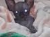Beautiful Pure Canadian Hairless Sphynx Girl