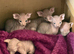 Canadian Sphynx ready to leave now