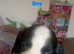 Beautiful Litter of 6 Cocker Spaniel x Sprollie Puppies &ndash; Raised with Family Love