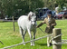 Welsh Section B Mare for Sale