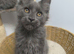 Maine coon kitten