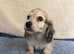 Gorgeous shaded cream boy, 1 remaining