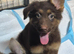 *RARE* liver german shepherd pups