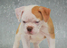 Amazing fit and functional bulldogs