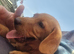1 KC registered labrador bitch remaining