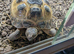 Horsefield tortoise 6 yr old with viv