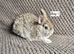 Netherland Dwarf Babies
