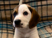 Beautiful Beagle puppies, ready for their new homes