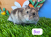 Dwarf Hamster Baby Babies Male & Female