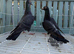 Racing pigeons