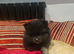 Pomeranian puppie