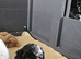 5 weeks old Minatare Poodle puppies