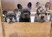 French bulldog puppies