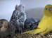 Stunning Budgies, various colors & Mutations