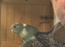 Two hand raised Kakarikis