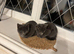 Stunning kittens only to loving homes