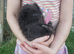 Arctic/Polar Fox Cubs Males Only