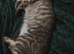 Bengal kitten (silver/black)