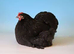 PEKIN BANTAMS POINT OF LAY MANY COLOURS AVAILABLE